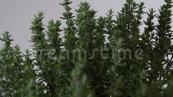 滑块沿着百里香植物移动视频的预览图