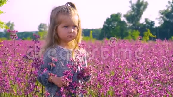 女孩站在紫色的花田里视频的预览图