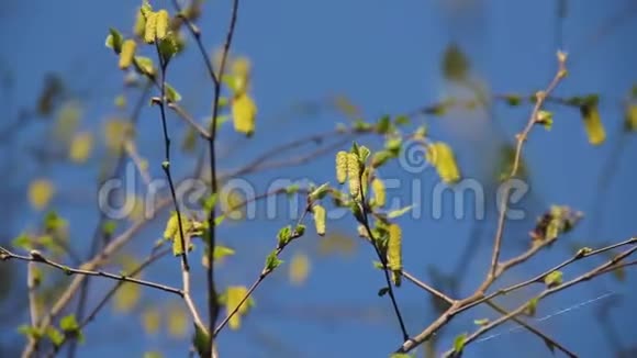 幼嫩的白桦柳絮在一棵盛开的大树上视频的预览图