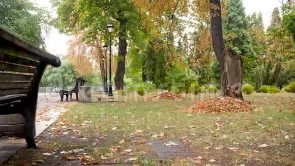 秋季公园雨后空凳和小径4k多利视频视频的预览图