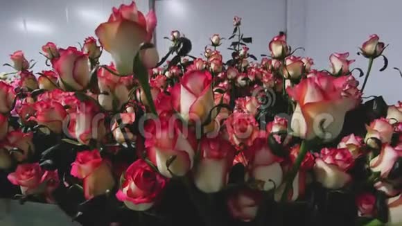 3月8日的鲜花生意是送给女孩最好的礼物视频的预览图