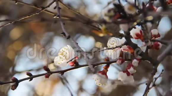 盛开的杏树美丽的春枝四月的花视频的预览图