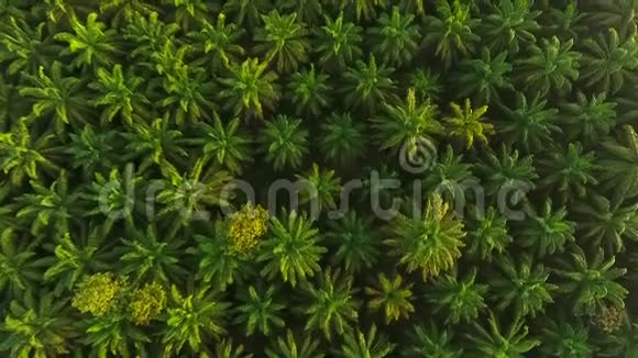 鸟瞰从上面看棕榈油树种植园的日出高清鸟眼观泰国克拉比视频的预览图