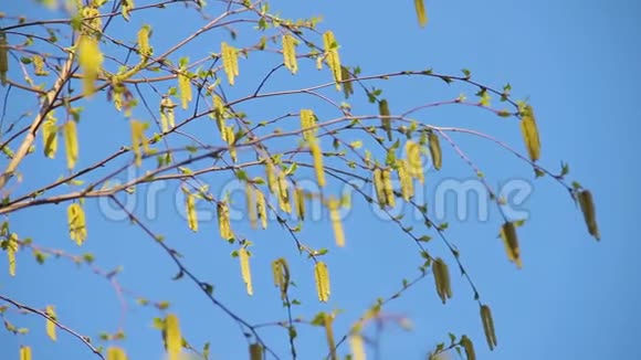 幼嫩的白桦柳絮在一棵盛开的大树上视频的预览图