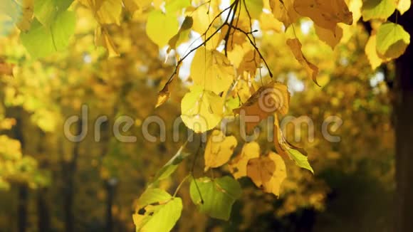在秋天公园黄色红色和金色的树叶慢慢地落在地上的特写慢镜头美丽美丽视频的预览图