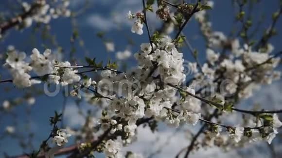 白花在樱花树上绽放视频的预览图