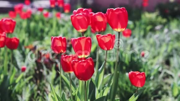 美丽的五颜六色的郁金香花在春天的花园里盛开装饰花在春天开花视频的预览图