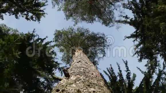 头顶上的高大树木视频的预览图