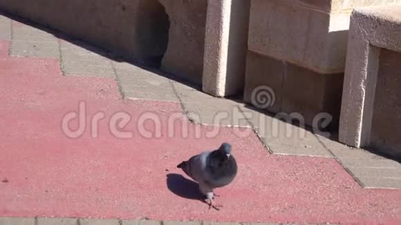 鸽子在找面包屑视频的预览图