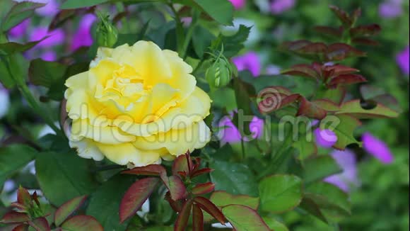 花坛里盛开的黄色玫瑰视频的预览图