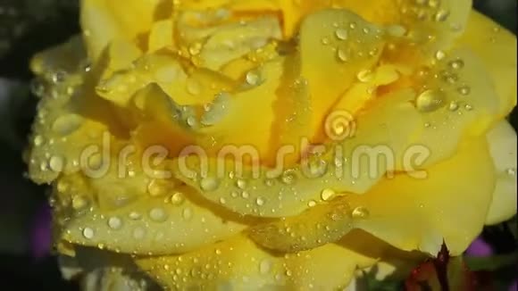 在水滴中绽放的黄色玫瑰视频的预览图