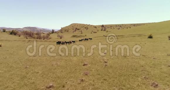 飞越山地草地上的野马群夏山野性自由生态概念视频的预览图