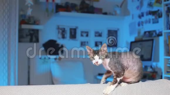家猫坐在沙发的后面视频的预览图