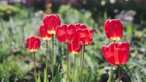 美丽的五颜六色的郁金香花在春天的花园里盛开视频的预览图