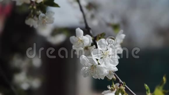 白花在樱花树上绽放视频的预览图