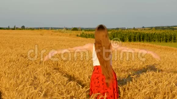 长发的年轻女子在麦田里散步手放在头后面幸福快乐视频的预览图