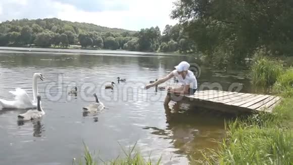 一个年轻的女人在湖上喂天鹅和鸭子夏天喂鸟视频的预览图