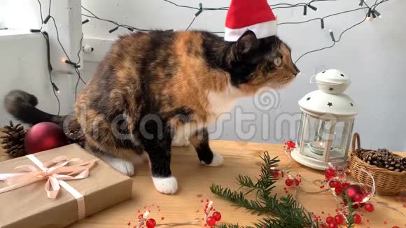 在新年里一只美丽的深色家猫它的棍子坐在一张木桌上上面有节日的装饰灯笼和闪烁的灯光视频的预览图