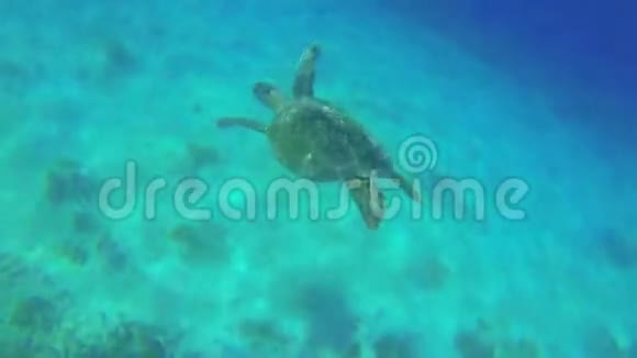 绿色皮革背龟游泳和冲浪呼吸空气视频的预览图
