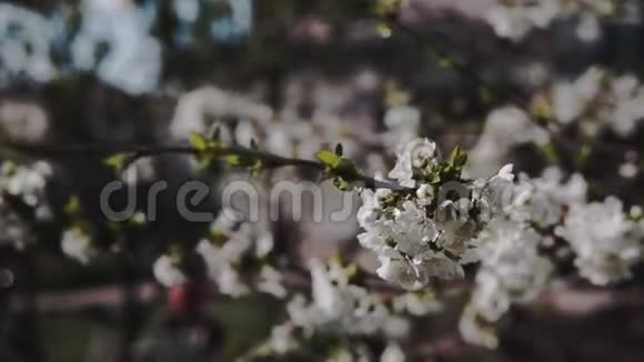 樱花树上开着白花视频的预览图