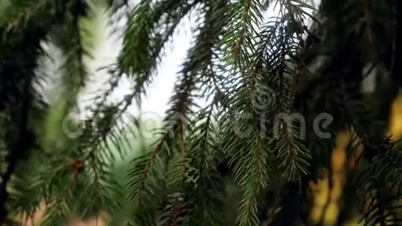 云杉林杉树枝上美丽绿针特写4k视频视频的预览图