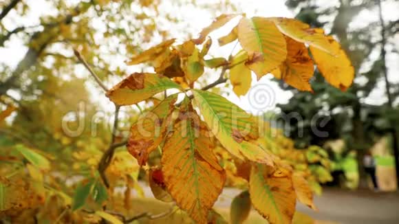 秋天公园树枝上挂着黄色树叶的特写镜头视频的预览图
