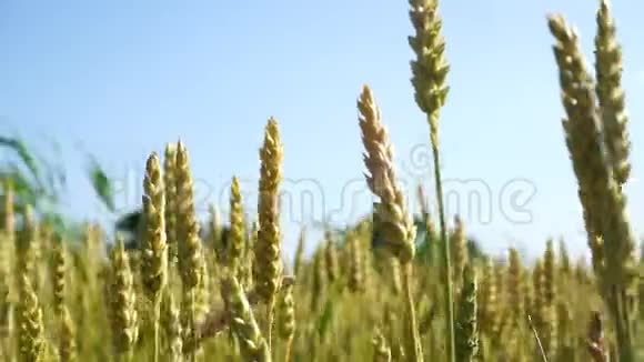 被风吹起的小麦视频的预览图