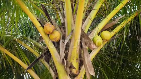 热带丛林森林棕榈树上悬挂黄色成熟椰子的特写4k视频视频的预览图