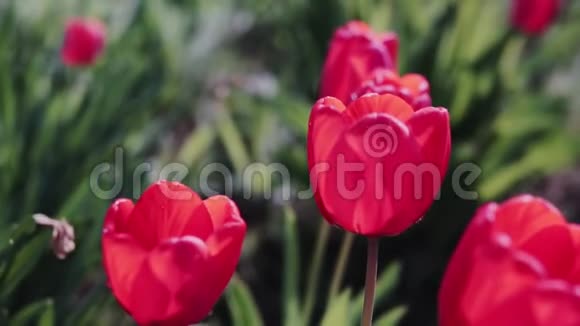 美丽的红色郁金香在阳光明媚的日子里红色的郁金香在花园里盛开公园里有一群红色的郁金香视频的预览图