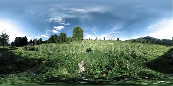 绿色山林UHD4K360VR延时阳光和阴影草和松树视频的预览图