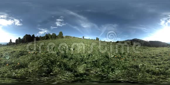 绿色山林UHD4K360VR延时阳光和阴影草和松树视频的预览图