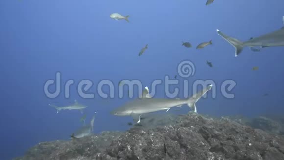 一群银鳍鲨视频的预览图
