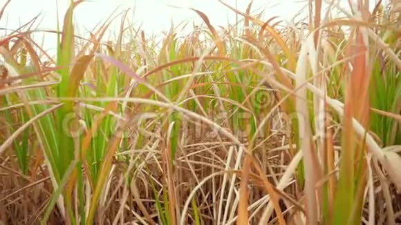 秋季4k镜头在干玉米地Ar甘蔗上缓慢移动视频的预览图