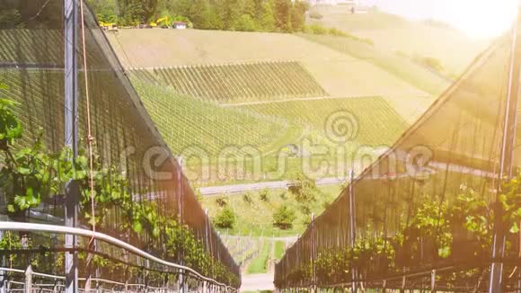 从德国Durbach的葡萄种植园观看视频的预览图