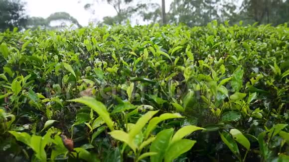 4k杜莉山雨后种植园湿茶树视频视频的预览图