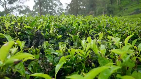 斯里兰卡埃拉山坡高地茶园降雨4k多利视频视频的预览图