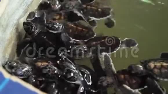 斯里兰卡野生海龟救援中心拍摄的大量新生小海龟的特写视频视频的预览图
