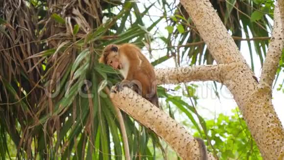 野生猴子爬树在热带丛林中寻找坚果和水果的4k镜头视频的预览图