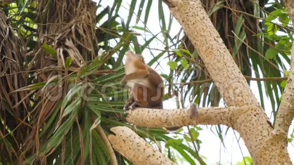 野猴爬树挂在丛林森林树枝上的4k镜头视频的预览图