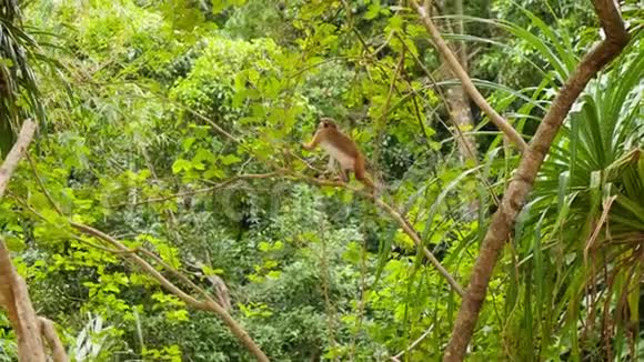 猕猴坐在树枝上吃热带雨林的4k视频视频的预览图