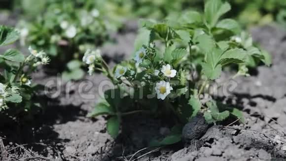 在农场园艺和农业中种植盛开的草莓植物的花视频的预览图