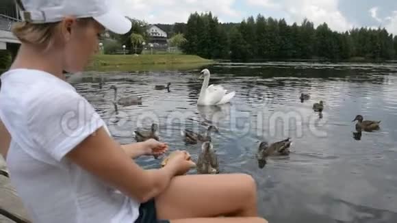 女人在湖上的城市公园里喂天鹅和鸭子视频的预览图