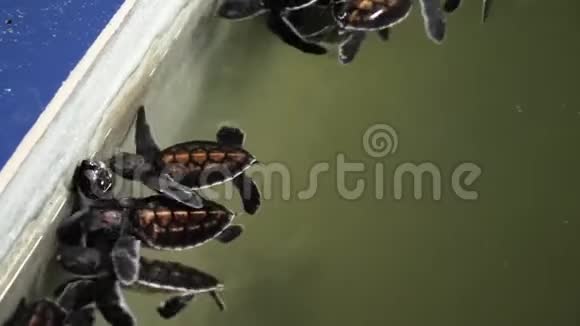 野生动物兽医医院水箱中游泳的新生小海龟特写4k视频视频的预览图