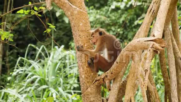 斯里兰卡热带雨林中野生猴子坐在树枝上的慢动作4k视频视频的预览图