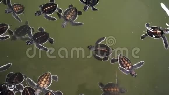 斯里兰卡海龟农场用海水在水箱中游泳的新生小海龟4k镜头视频的预览图