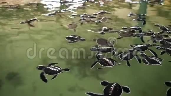 在热带岛屿野生动物救援中心游泳的新生小海龟4k视频视频的预览图