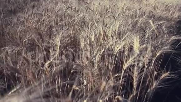 麦田地上的金色麦穗草甸麦田成熟穗的背景视频的预览图