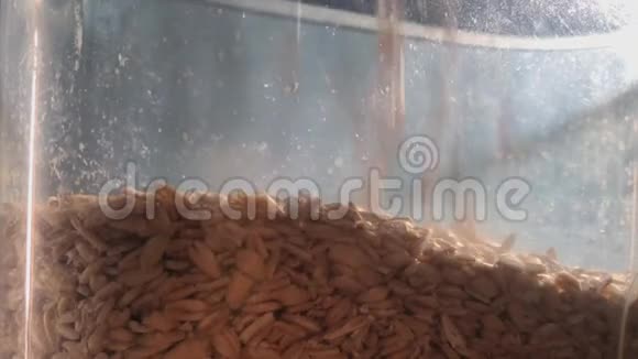 燕麦颗粒流入食物容器视频的预览图