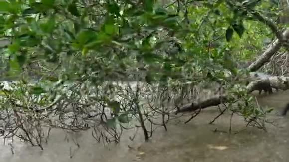 斯里兰卡红树林河流季节性热带雨4k视频视频的预览图