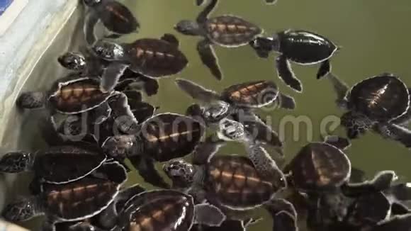 在野生动物救援中心保存的水箱中游泳的大量新生海龟的4k视频视频的预览图